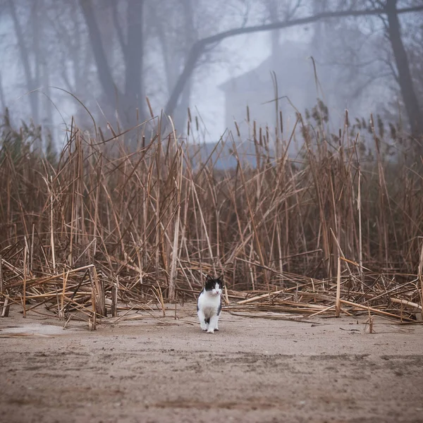 Siyah ve beyaz kedi sazlar arasında bir sisli sabah yürür.