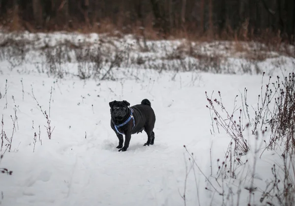 Siyah boksör bir karlı alanda yürüyüş