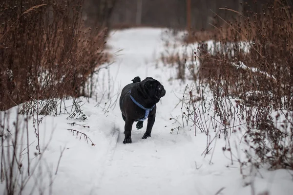 Siyah boksör bir karlı alanda yürüyüş