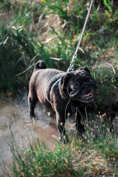 Siyah boksör Gölü nün su içinde paws ıslatıyor