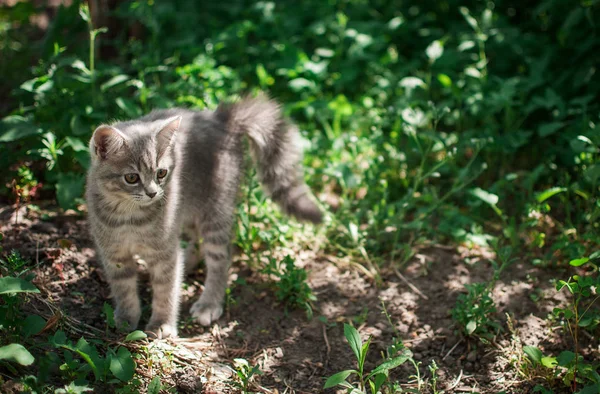 Котёнок Сидит Среди Зеленой Травы Тени Дерева — стоковое фото