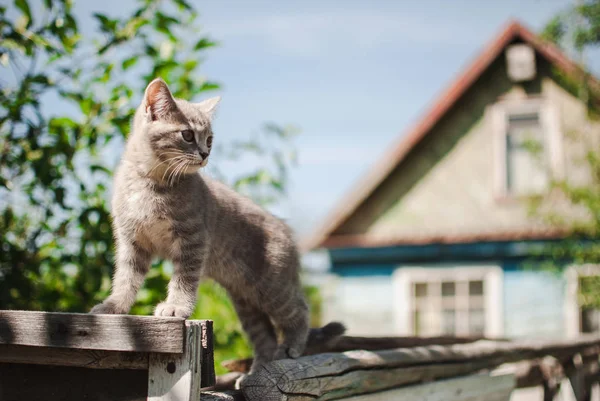 Das Kätzchen Klettert Einem Sonnigen Sommertag Auf Die Bretter — Stockfoto