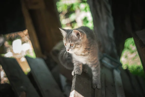Das Kätzchen Klettert Einem Sonnigen Sommertag Auf Die Bretter — Stockfoto