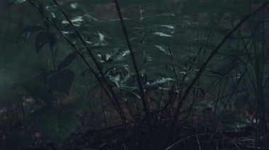 Ormanın ortasında yeşil eğreltiotu