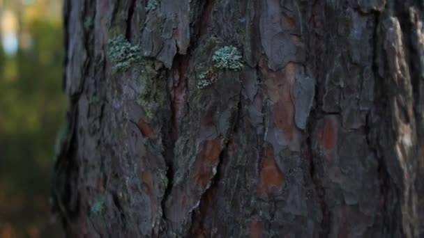 texture d'écorce de conifères au milieu de la forêt 