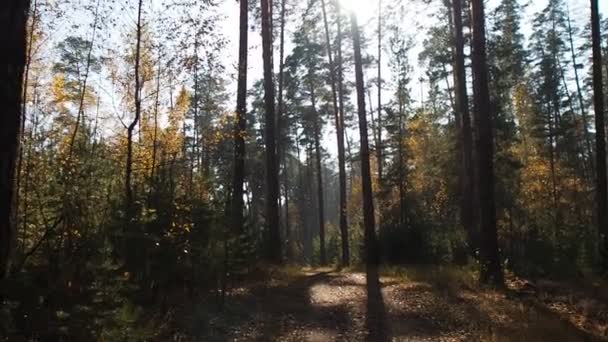 Foresta Conifere Inondata Luce Solare — Video Stock