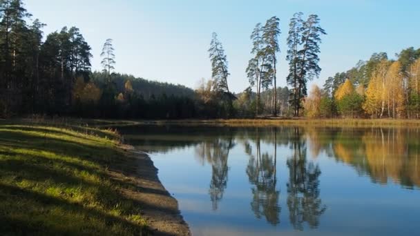 Accogliente Lago Boschivo Nel Parco Tra Pini Sulle Rive Del — Video Stock