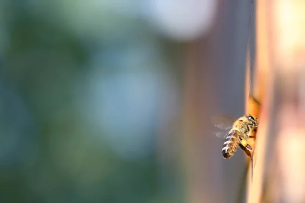 Polen taşıyan bal arısı