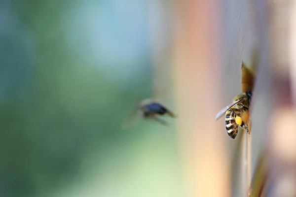 Polen taşıyan bal arısı