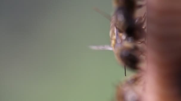 Gros plan des abeilles mellifères sur la face avant de la ruche 