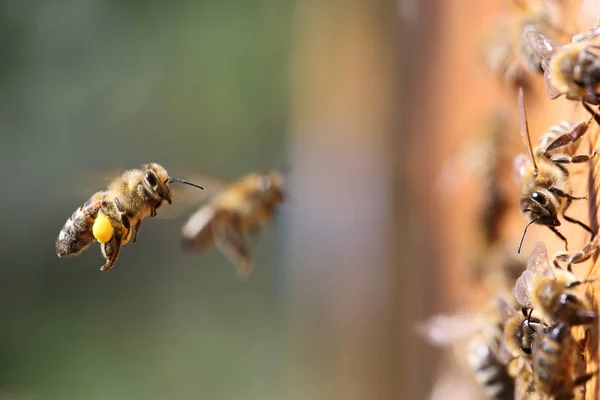 Abejas melíferas que llevan polen —  Fotos de Stock