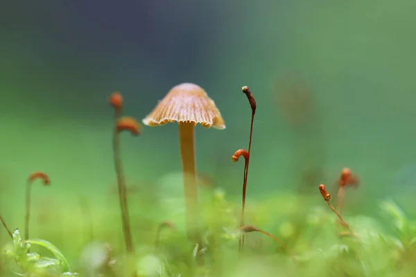 Pilz im Waldmoos — Stockfoto