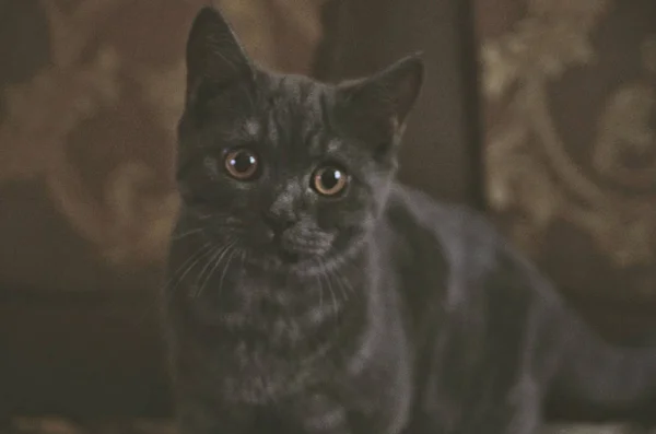 灰色の美しい猫 — ストック写真