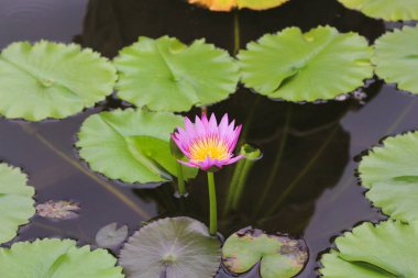 Lotus çiçeği su nilüferim