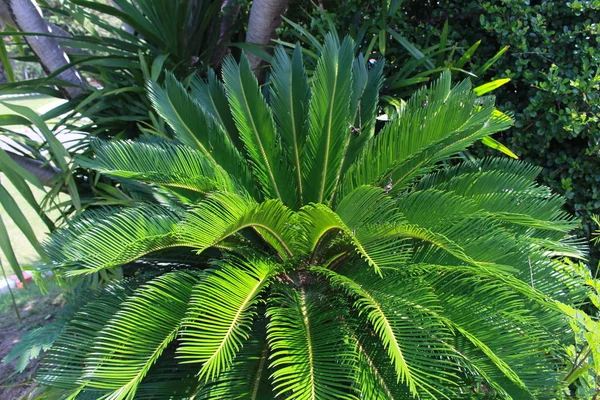 Fondo Palmera Arbusto Verde —  Fotos de Stock