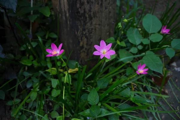 花粉红色开花草背景花卉 — 图库照片