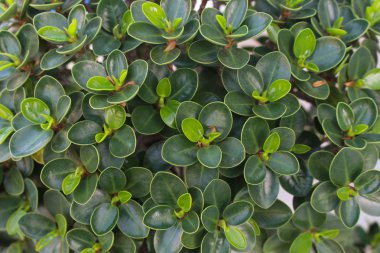 Flora ağaç büyüme çatlamak ağacının