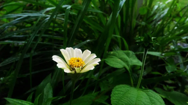 Flores Branco Flor Flor Grama Fundo — Fotografia de Stock