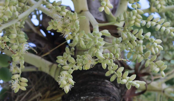 Las Flores Están Floreciendo Producto Salida Crecimiento Del Árbol — Foto de Stock