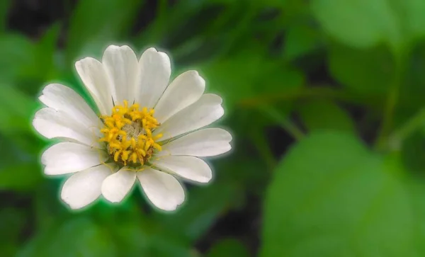 Blume Weißes Blütengras — Stockfoto