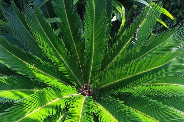 Árbol Bush Ramo Verde — Foto de Stock