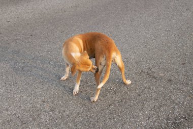 Köpek bacak ısırma köpekler yapmak bir daire ayakta köpek
