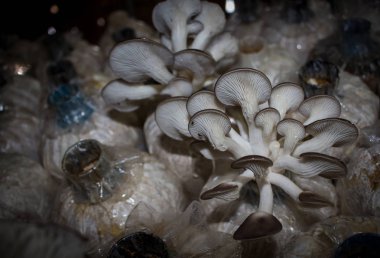 Mantar mantar çalılar mantar küp çanta mı