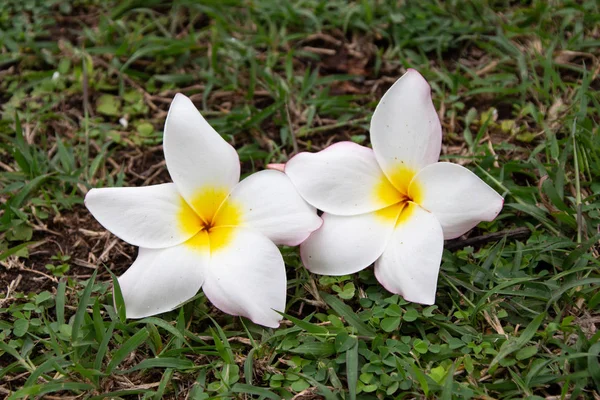 プルメリア花咲く新鮮な花 — ストック写真