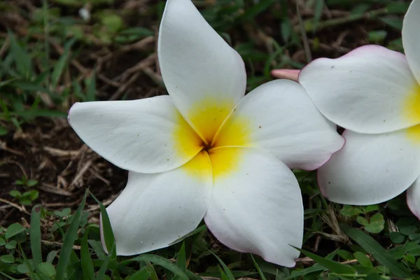 Blume Plumeria Blume Blüte Frische Blume — Stockfoto