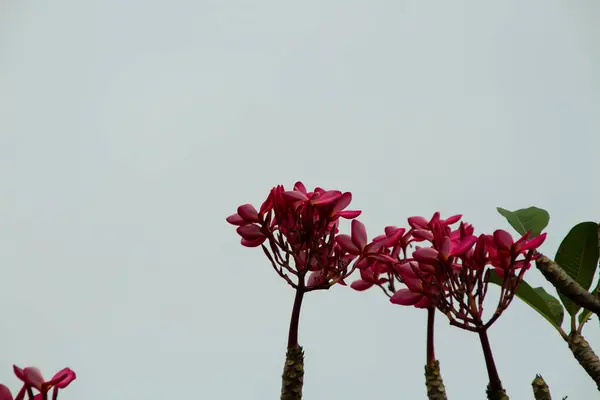 Blume Plumeria Himmel Wolke Hintergrund — Stockfoto