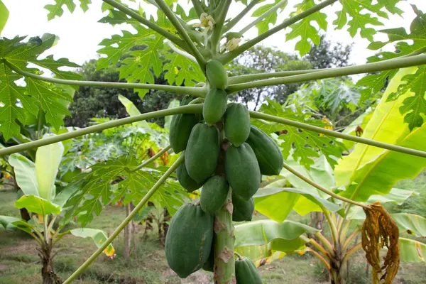 Papaya Pequeño Grande Plátano Árbol Papaya — Foto de Stock
