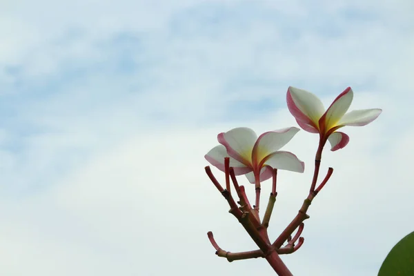 Květ Plumeria Obloha Pozadí Cloud — Stock fotografie