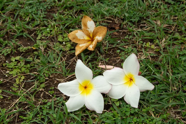 Flor Plumeria Flor Flor Flores Secas Flor Fresca Imagens Royalty-Free