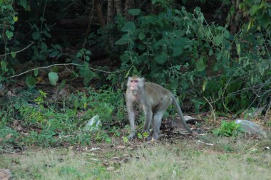 Maymunlar yürüyen maymun önüne arıyoruz.