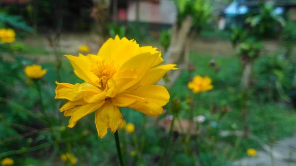 黄色的花绽放花 — 图库照片