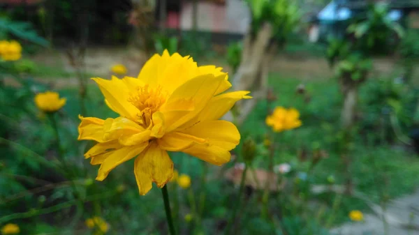 Gele Bloem Bloei Blossom — Stockfoto