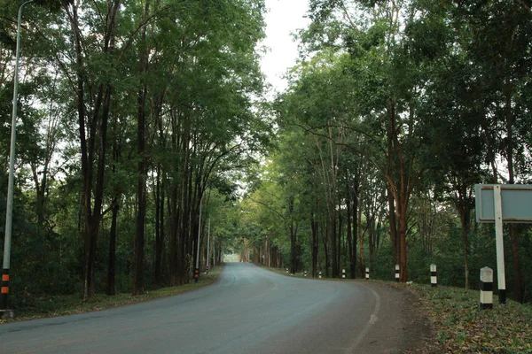Road Tree Hour Estrada Duas Faixas — Fotografia de Stock