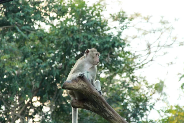 Monkey Sitting Timber — Stock Photo, Image