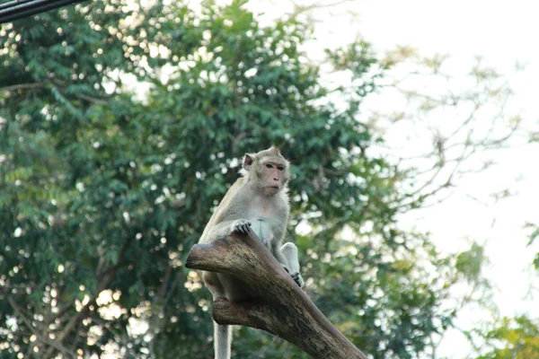 Monkey Sitting Timber — Stock Photo, Image