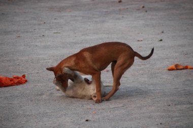 Isırık hayvan köpek oyun oynayan köpek
