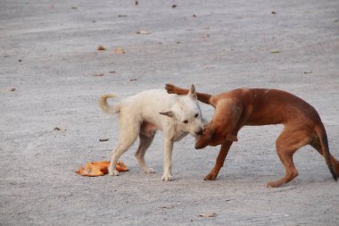 Isırık hayvan köpek oyun oynayan köpek