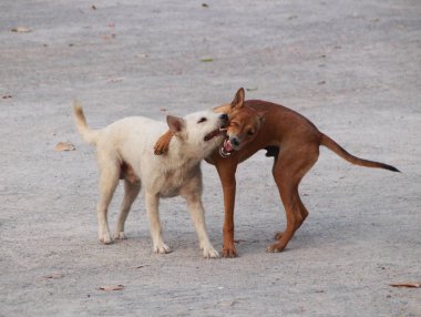 Isırık hayvan köpek oyun oynayan köpek