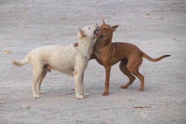 Isırık hayvan köpek oyun oynayan köpek