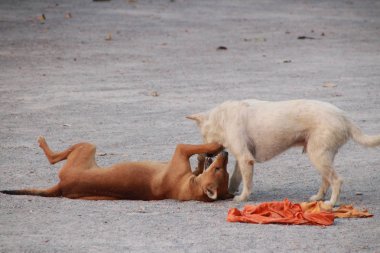 Isırık hayvan köpek oyun oynayan köpek