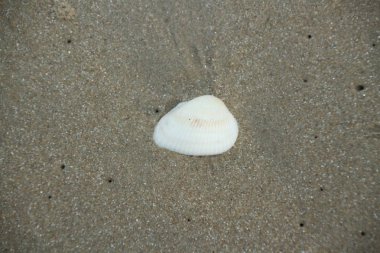 Shell deniz Plaj dalga