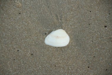 Shell deniz Plaj dalga