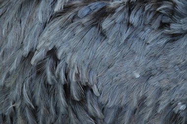 gri rhea tüyler Close-up