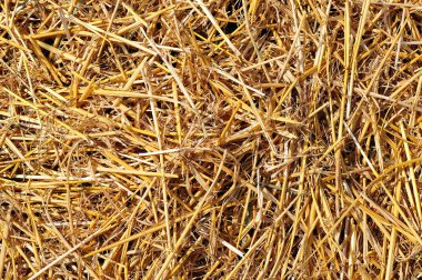 Taze saman ahırda kattaki çöp olarak ortaya konulan