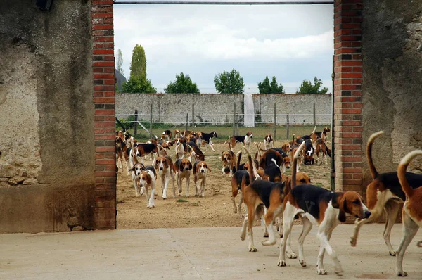 pack of hunting dogs in kennel