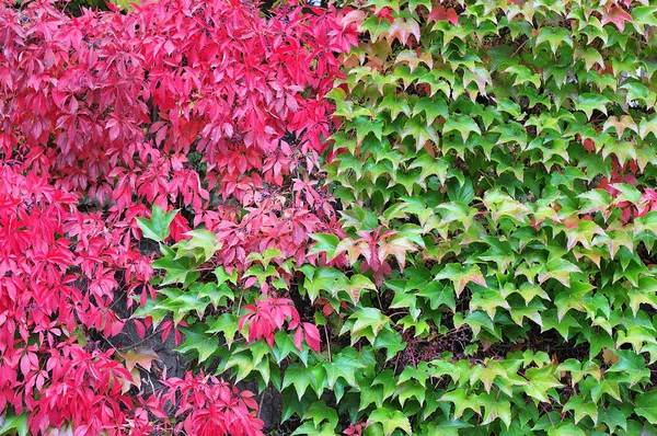 Videira Com Folhas Vermelhas Verdes Crescendo Uma Parede Outono — Fotografia de Stock